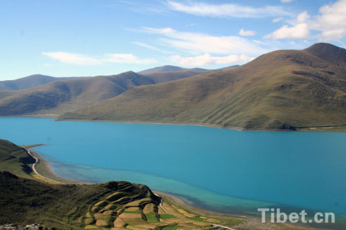 Photo shows ripe rye along the Yamzhog Yumco, which is regarded as holy lake together with Namco and Mapham Yutso. [Photo/China Tibet Online]