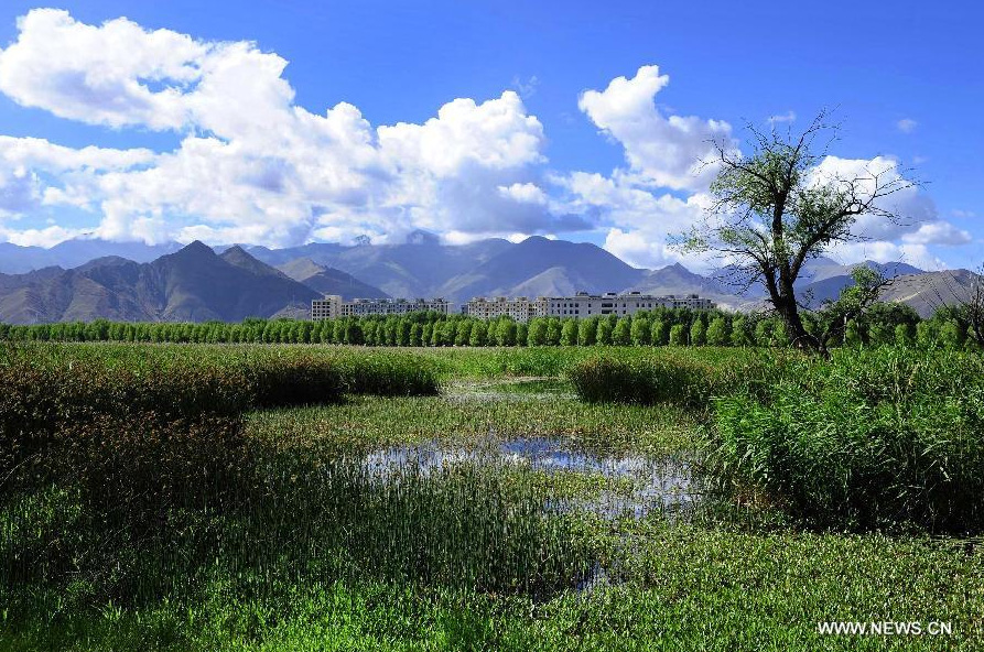 Photo taken on June 26, 2014 shows the scenery of Lhalu wetland on the northwest outskirts of Lhasa, capital of southwest China's Tibet Autonomous Region. Lhalu wetland, at an altitude of 3,600 meters, is the highest natural wetland in China. [Photo/Xinhua]