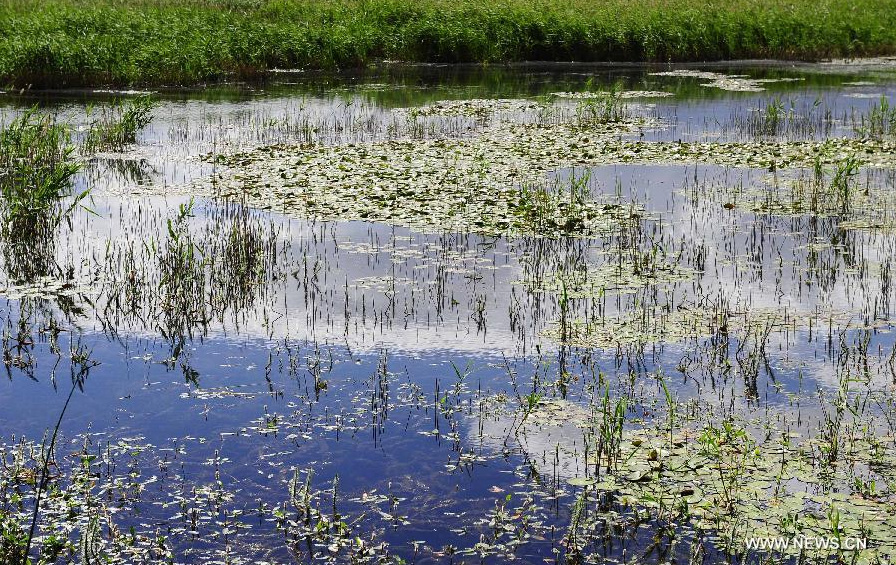 Photo taken on June 26, 2014 shows the scenery of Lhalu wetland on the northwest outskirts of Lhasa, capital of southwest China's Tibet Autonomous Region. Lhalu wetland, at an altitude of 3,600 meters, is the highest natural wetland in China. [Photo/Xinhua]