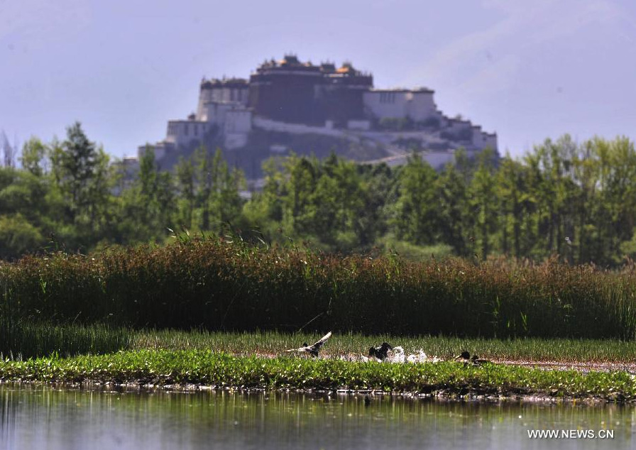 Photo taken on June 26, 2014 shows the scenery of Lhalu wetland on the northwest outskirts of Lhasa, capital of southwest China's Tibet Autonomous Region. Lhalu wetland, at an altitude of 3,600 meters, is the highest natural wetland in China. [Photo/Xinhua]