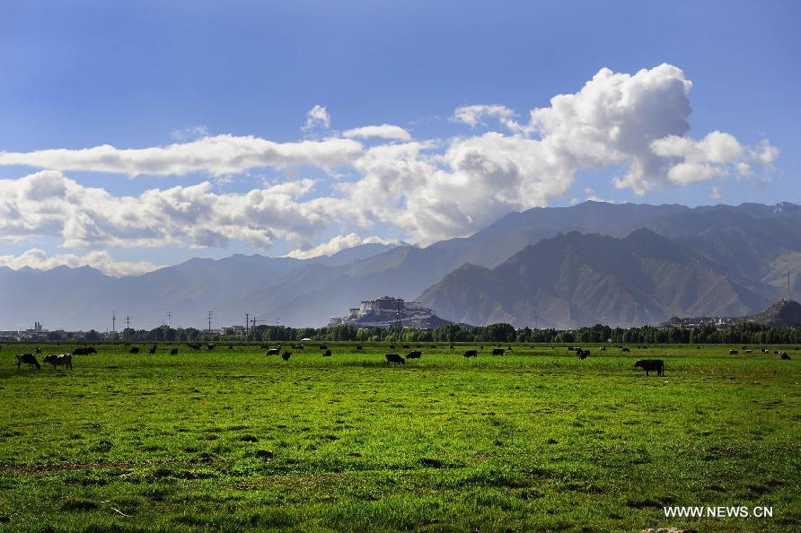 Photo taken on June 26, 2014 shows the scenery of Lhalu wetland on the northwest outskirts of Lhasa, capital of southwest China's Tibet Autonomous Region. Lhalu wetland, at an altitude of 3,600 meters, is the highest natural wetland in China. [Photo/Xinhua]