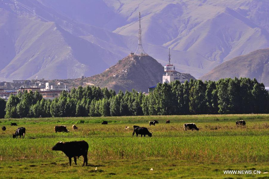 Photo taken on June 26, 2014 shows the scenery of Lhalu wetland on the northwest outskirts of Lhasa, capital of southwest China's Tibet Autonomous Region. Lhalu wetland, at an altitude of 3,600 meters, is the highest natural wetland in China. [Photo/Xinhua]