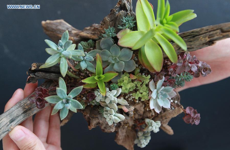 A member of staff shows a combination of succulent plants in Shanghai, east China, July 3, 2014. The first Shanghai succulent plant exhibition will kick off on July 4. [Photo/Xinhua]