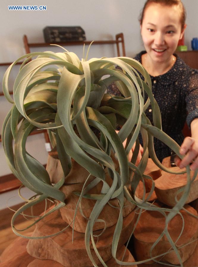 A woman arranges a succulent plant during an exhibition in Shanghai, east China, July 3, 2014. The first Shanghai succulent plant exhibition will kick off on July 4. [Photo/Xinhua]