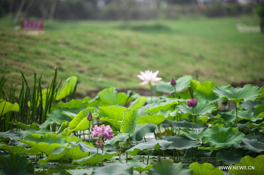 Photo taken on July 8, 2014 shows lotus flowers during the 28th National Lotus Flowers Exhibition at Jinhu County in Huai'an, east China's Jiangsu Province. [Photo/Xinhua]