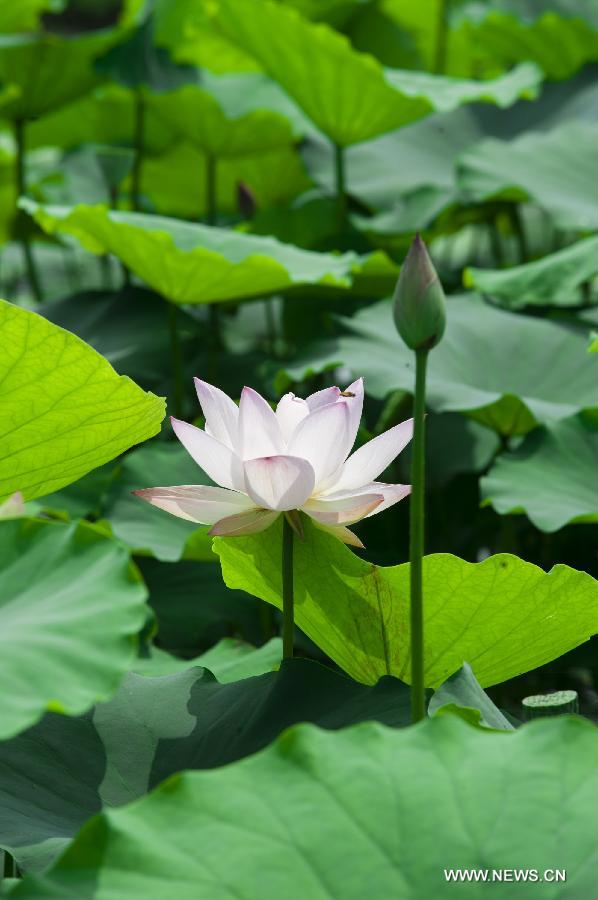 Photo taken on July 8, 2014 shows lotus flowers during the 28th National Lotus Flowers Exhibition at Jinhu County in Huai'an, east China's Jiangsu Province. [Photo/Xinhua]