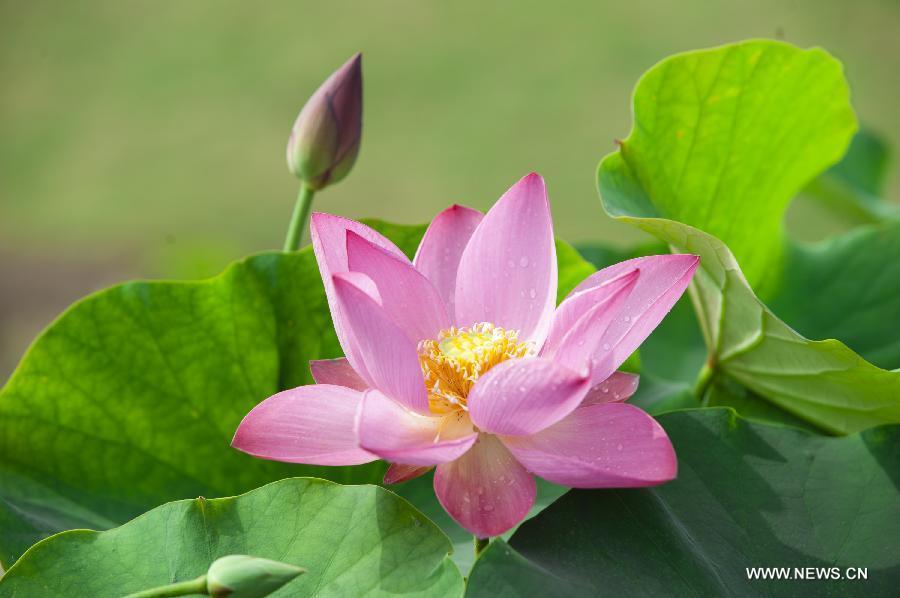 Photo taken on July 8, 2014 shows lotus flowers during the 28th National Lotus Flowers Exhibition at Jinhu County in Huai'an, east China's Jiangsu Province. [Photo/Xinhua]